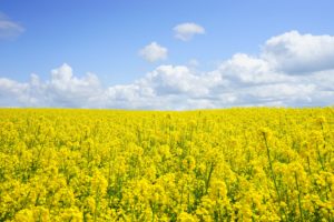 Outdoor Allergens